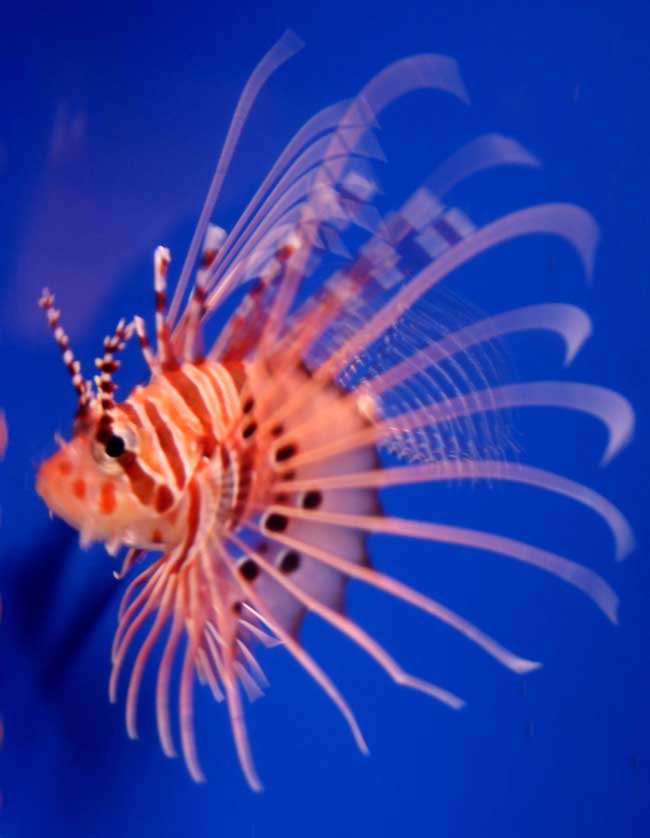 Churaumi Aquarium, Okinawa, Japan.