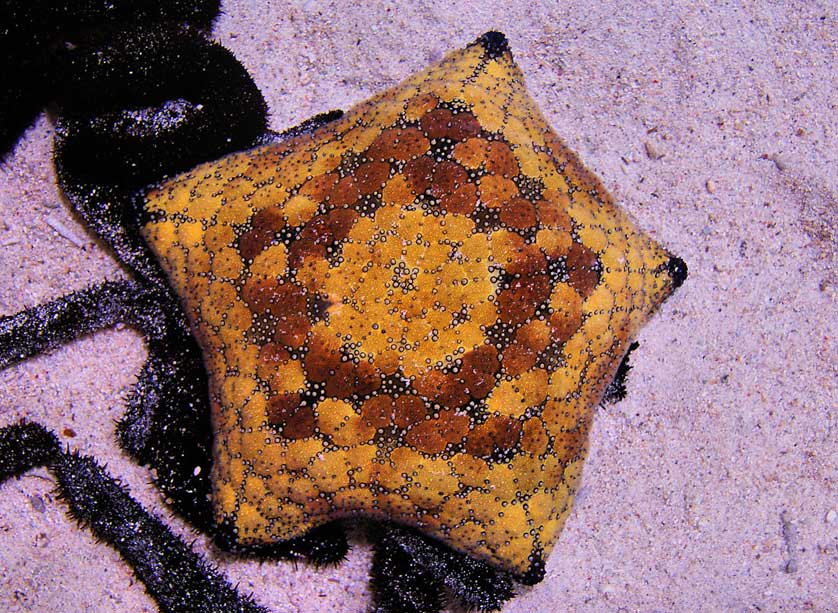 Churaumi Aquarium, Okinawa, Japan.