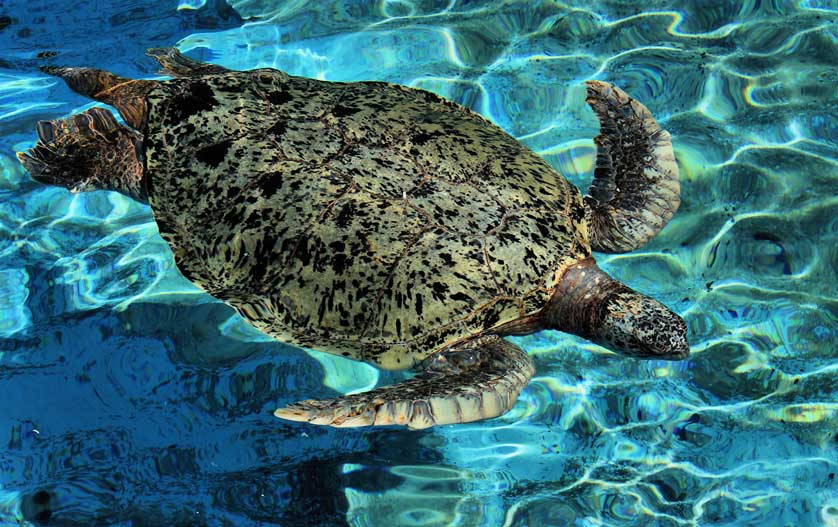 Churaumi Aquarium, Okinawa, Japan.