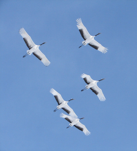 Red-crowned cranes in flight.