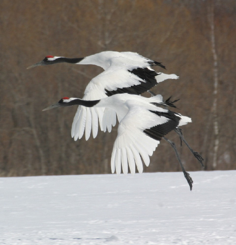 Red-crowned cranes.