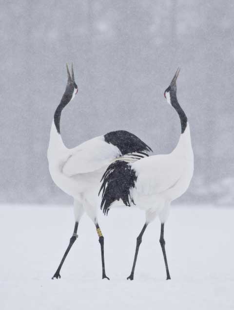 Red-crowned cranes.