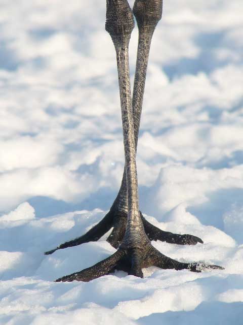 Red-crowned crane.