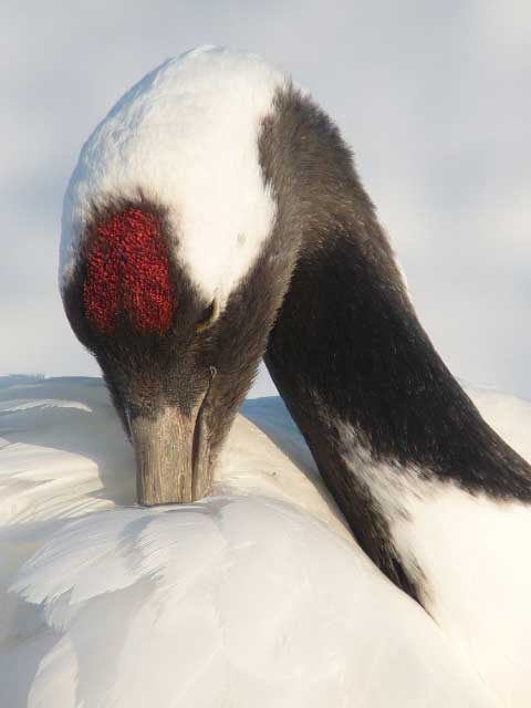 Red-crowned crane.