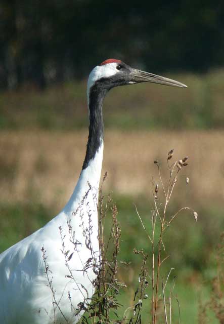 Red-crowned crane.