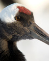 Japanese Natural History: the Red-crowned crane.