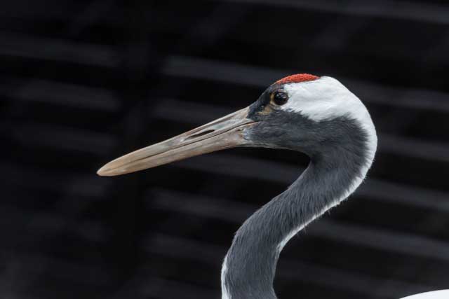 Red-crowned crane.