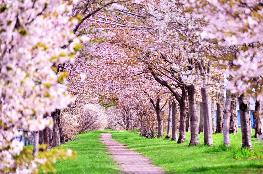 Cherry blossoms in a tunnel of trees, Japan.