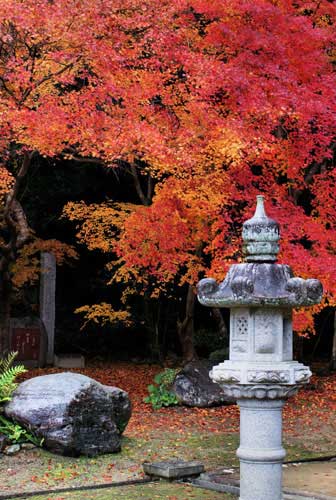 The colors of the fall leaves and a stone lantern, Yatsushiro, Kyushu.