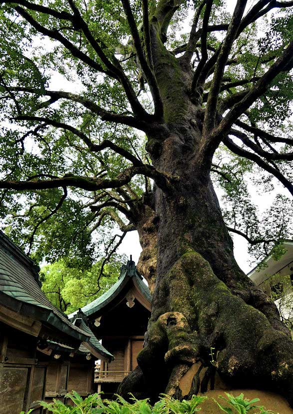 Dazaifu Tenmagu is home to many huge, ancient trees.