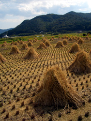Rice field in Kitsuki.