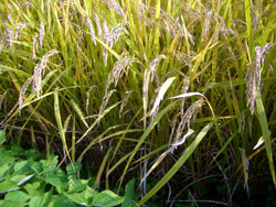 Rice field.