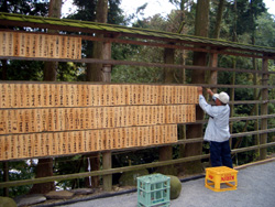 Shirahige Festival.