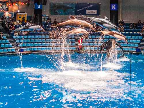 Maxell Aqua Park Shinagawa dolphins, Tokyo, Japan.