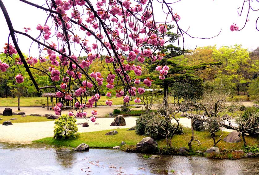 Yaezakura cherry blossoms at the Japanese garden in Expo Park