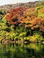 Maples in Japan.