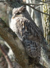 Blakiston's Fish Owl.