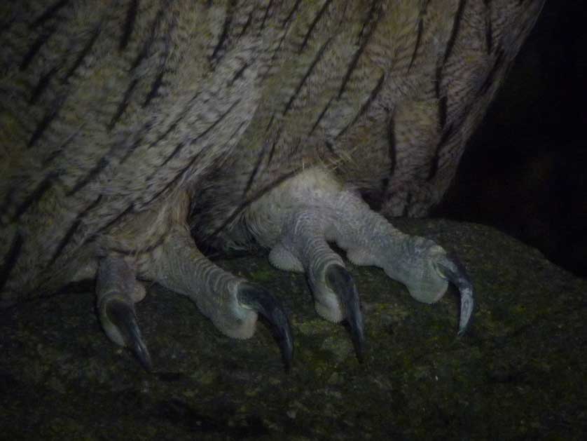 Blakiston's Fish Owl.