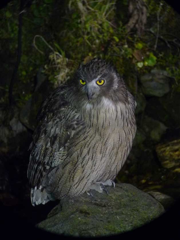 Blakiston Fish Owl Japan Experience