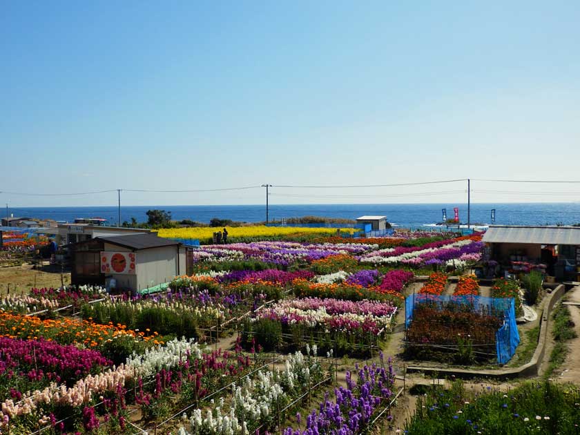 Flower garden at the sea in Chikura Town, Chiba Prefecture, Japan.