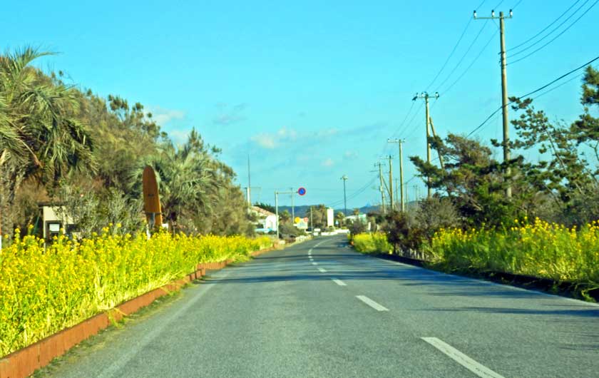 Rape flowers along Highway 257, Tateyama City, Chiba Prefecture, Japan.