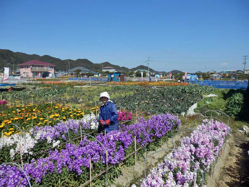Flower garden, Chikura Town, Chiba Prefecture, Japan.