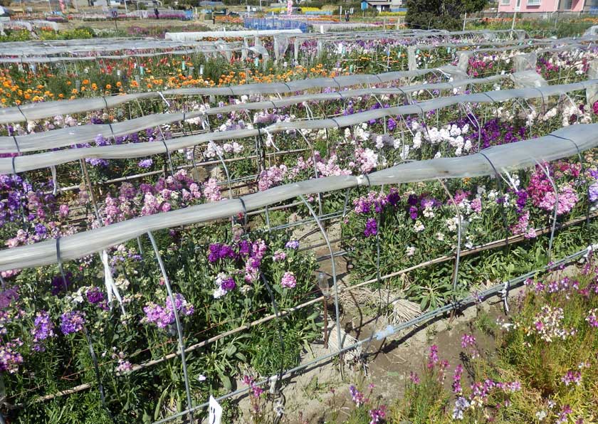 Plants and soil need to be protected against typhoons, Chikura Town, Chiba Prefecture, Japan.