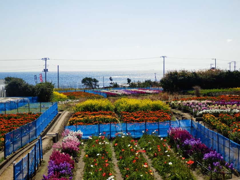 Flower garden at the sea, Chikura Town, Chiba Prefecture, Japan.