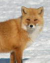 Japanese Red Fox.