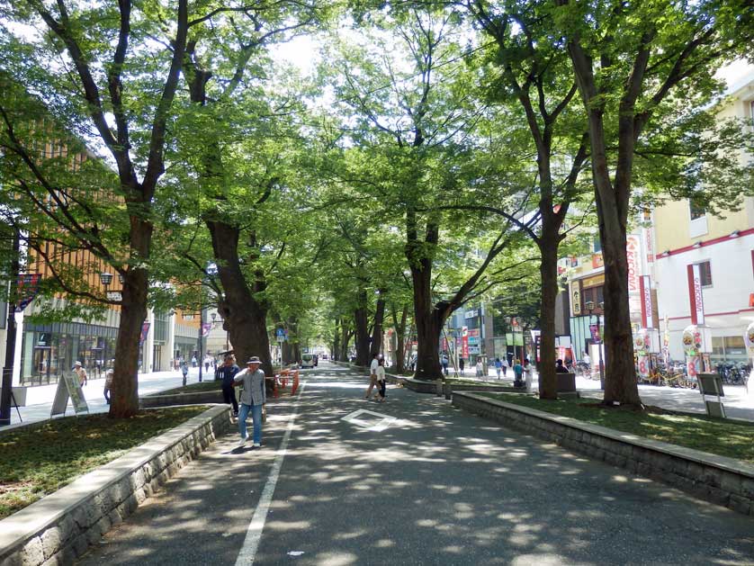 Keyaki Namiki Dori / Zelkova Row, Fuchu, Tokyo.