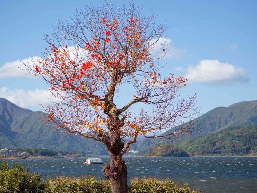 Fuji Five Lakes, Yamanashi Prefecture, Japan.
