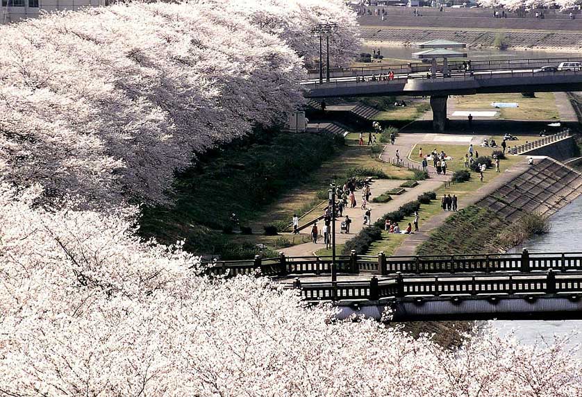 Cherry trees on the Asuwa River, Fukui Prefecture.