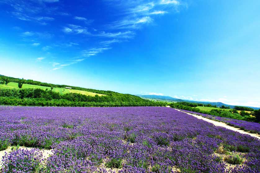 Furano lavender, Hokkaido, Japan.