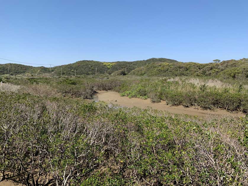 Tanegashima Mangrove Park, Tanegashima, Kagoshima Prefecture.