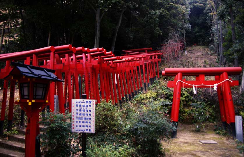 A line of torii lead up the hillside from behind Kinko Inari Shrine.