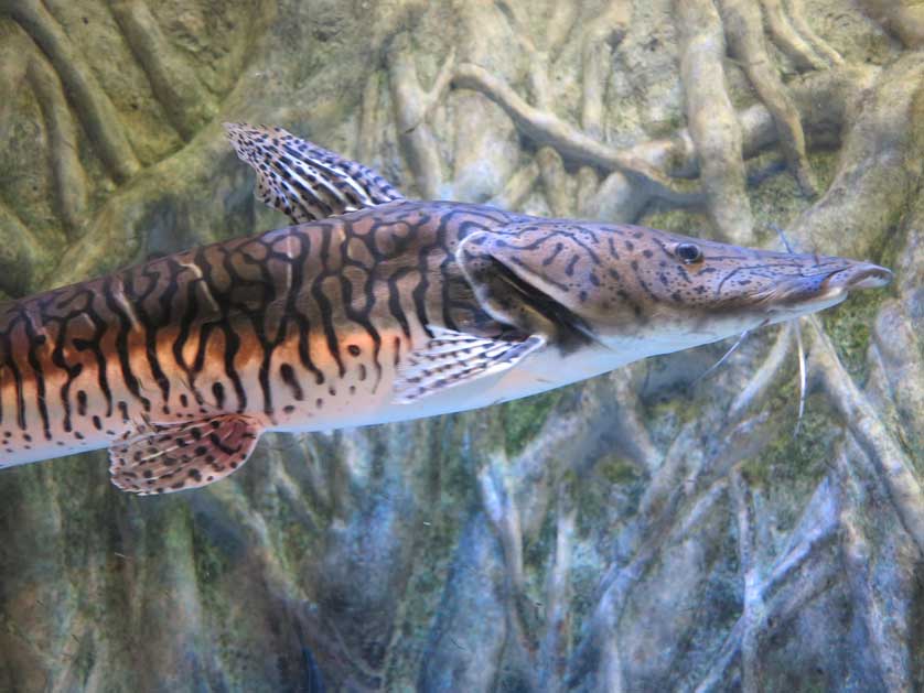 Takeshima Aquarium, Gamagori, Aichi Prefecture.