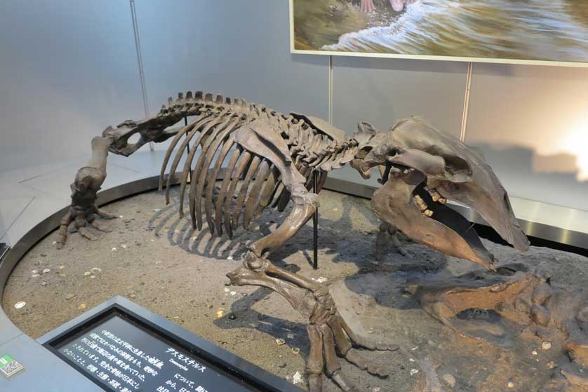 Dinosaur skeleton on display at the museum.