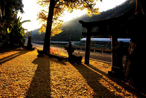 Ginkgo leaves in a shrine.