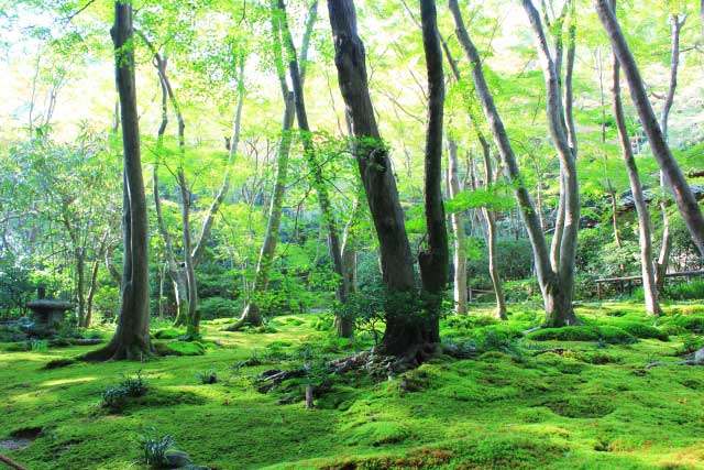 Gioji Temple, Arashiyama, Kyoto.