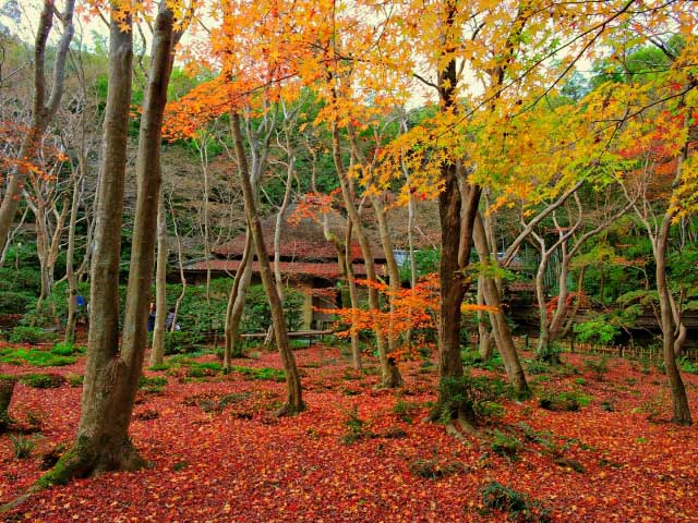 Gioji Temple, Arashiyama, Kyoto.