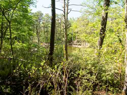 Forest, Goshikinuma.