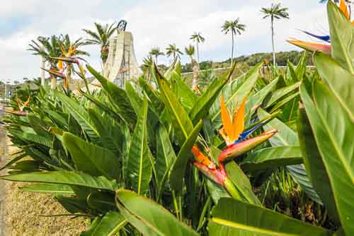 Bird of paradise plants, Hachijo Island.