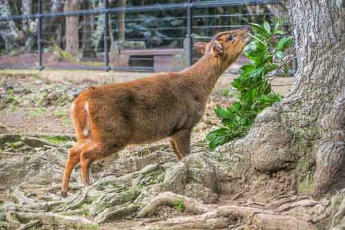 Reeves's muntjac, Hachijo　Botanical Park, Hachijo Island.