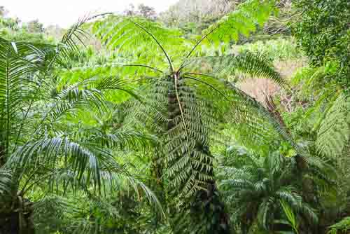 Tree ferns, Hachijo Island.