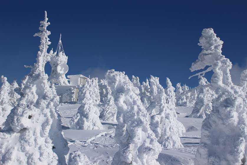 Aomori Snow Monsters.