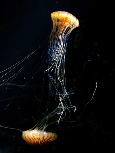 Jellyfish at Aquas, Hamada, Shimane Prefecture, Japan.