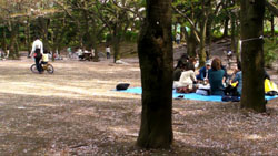 Blossom viewing party, Shinagawa Kumin Park, Tokyo.