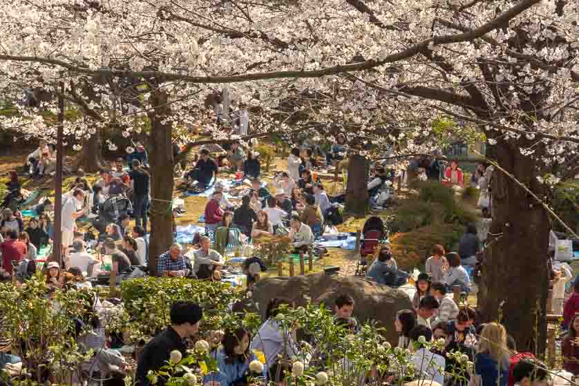 Hanami blossom viewing in Sumida Park, Tokyo.
