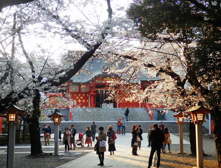 Cherry blossoms at Hanazono Shrine, Shinjuku, Tokyo.