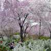 Read more about Haradani-en, Kyoto.